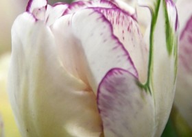 Tulipa Shirley Double ® (4)